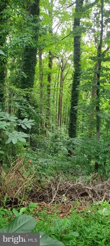 a view of a yard with plants and large trees