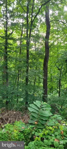 a view of a lush green forest
