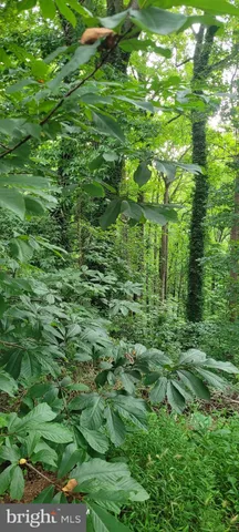 a view of a lush green forest