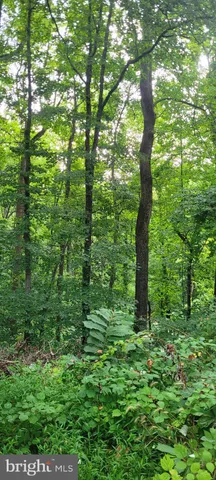 a view of a lush green forest