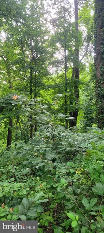 a view of a lush green forest