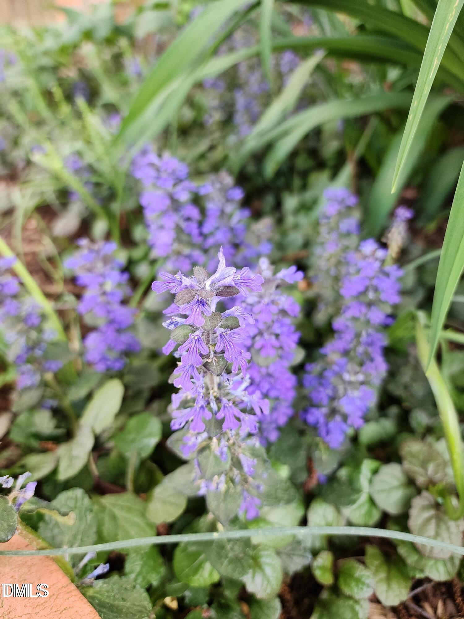 501 Samara Street Apex, NC 27502 - Photo 57 of 77 a view of a flower