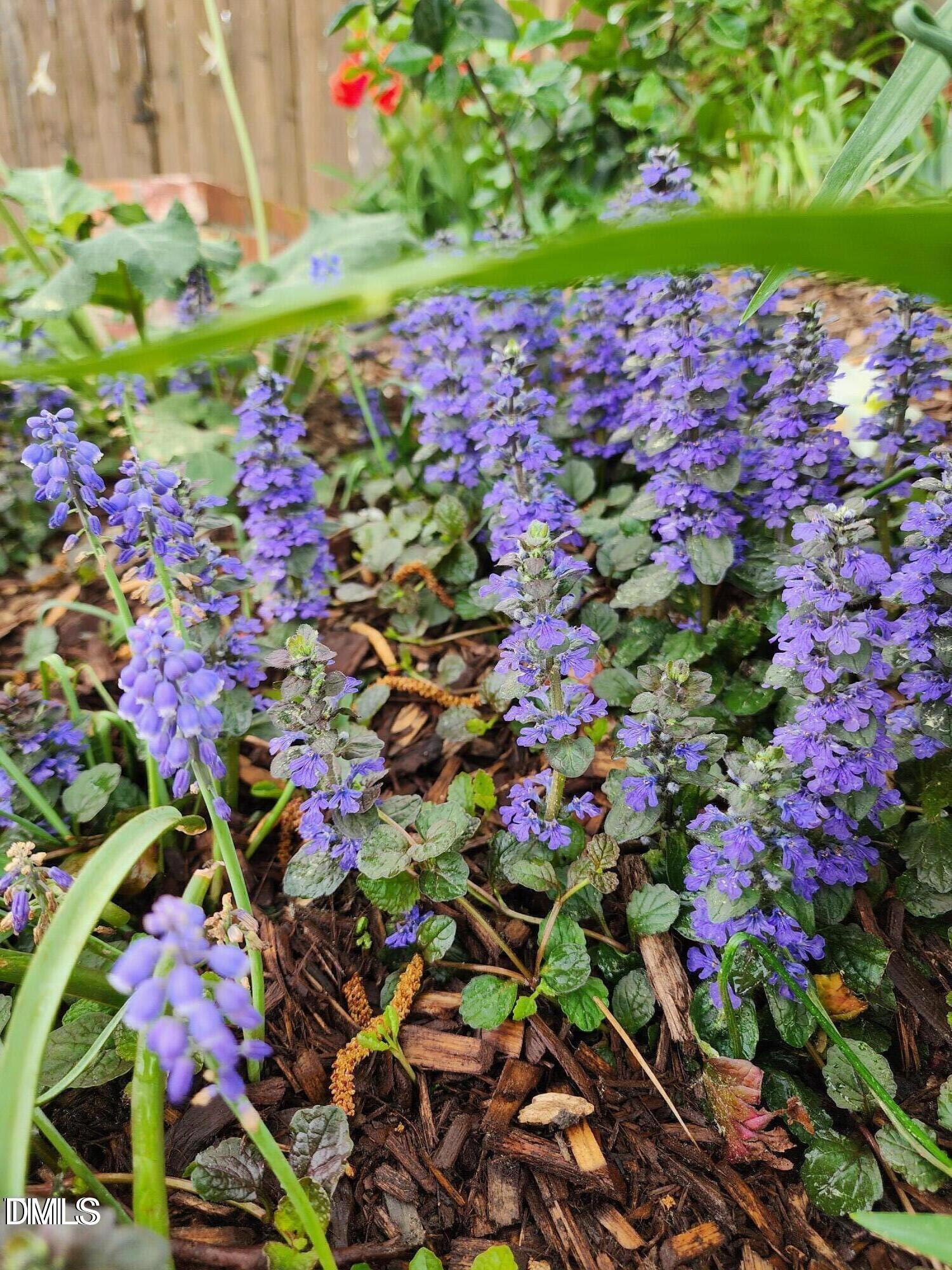 501 Samara Street Apex, NC 27502 - Photo 59 of 77 a picture of flowers