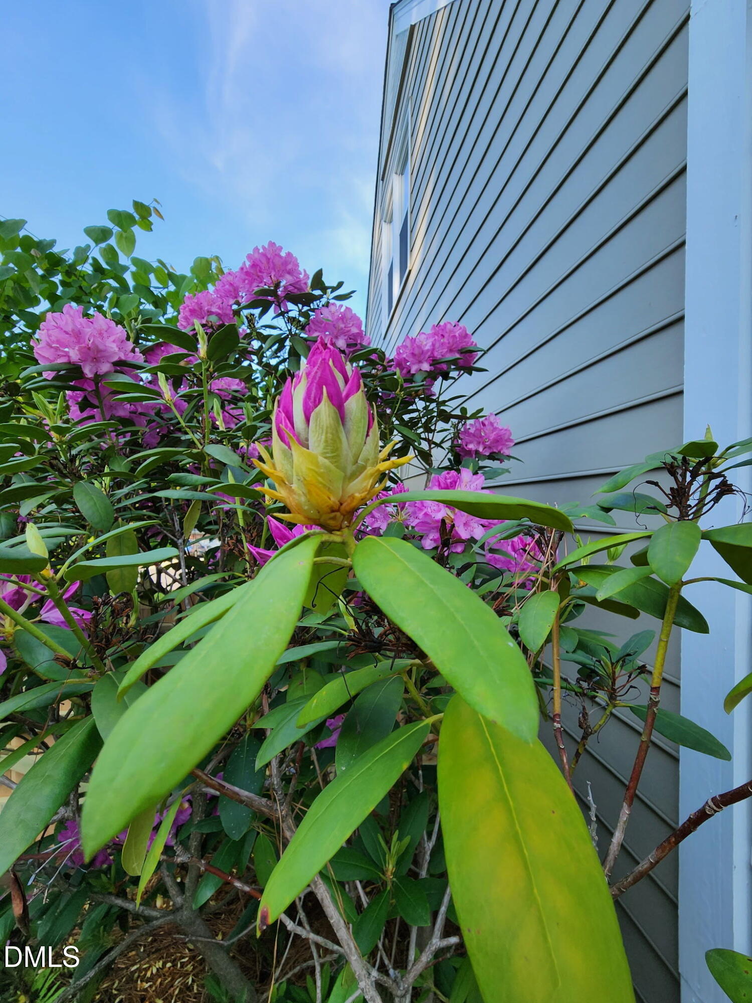 501 Samara Street Apex, NC 27502 - Photo 70 of 77 a view of a flower in a garden