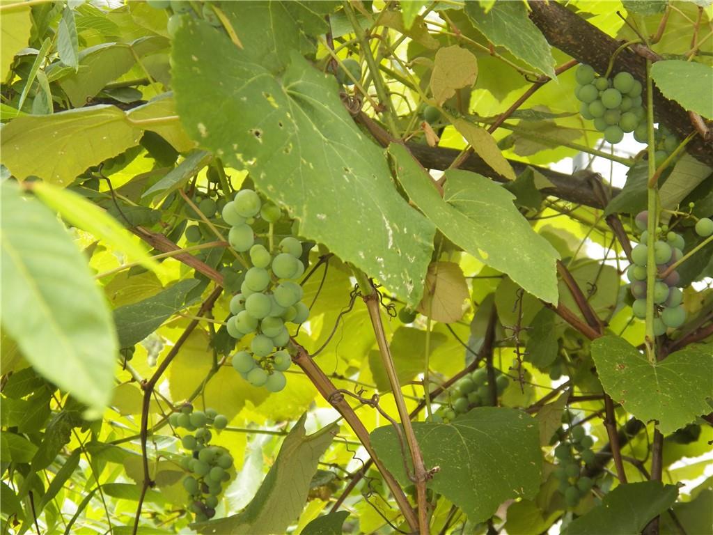 555 MADISON Road Templeton, PA 16259 - Photo 18 of 24 a view of a tree with a yard