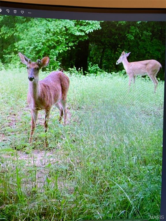 4037 Wetzler Road Fults, IL 62244 - Photo 4 of 68