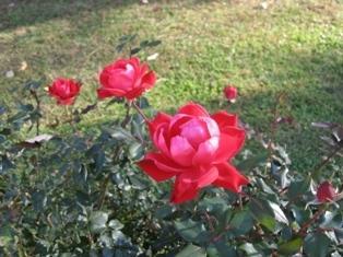330 Callaway Road Rocky Mount, VA 24151 - Photo 11 of 23 Gorgeous flowers