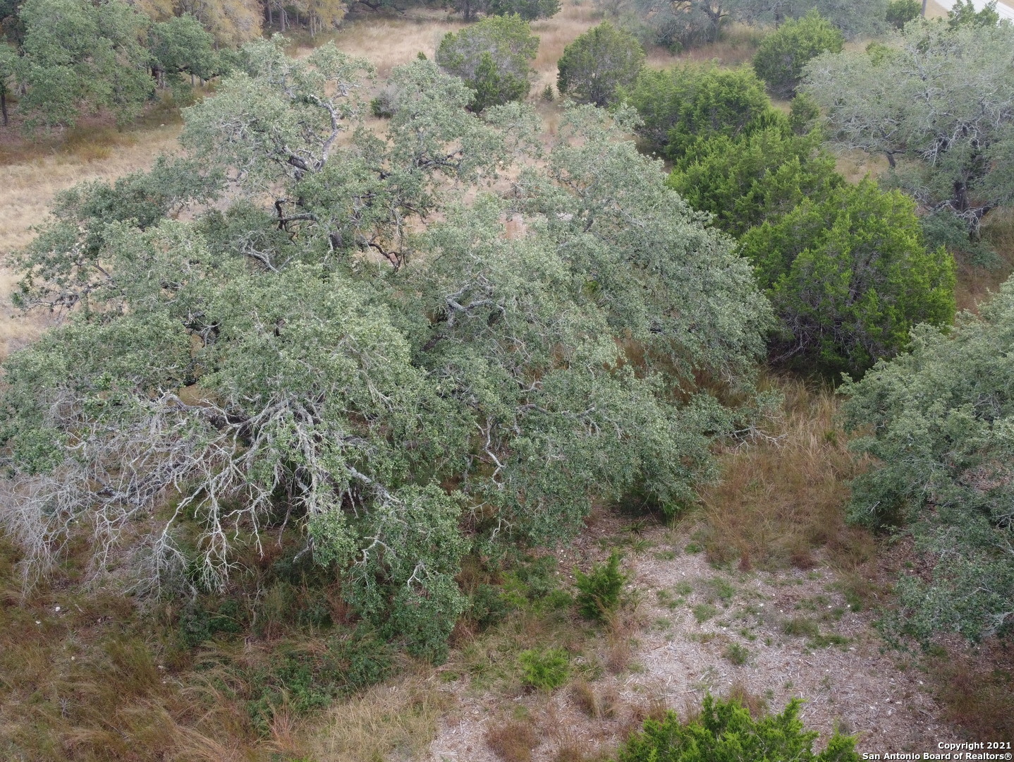 a view of a forest with lots of trees