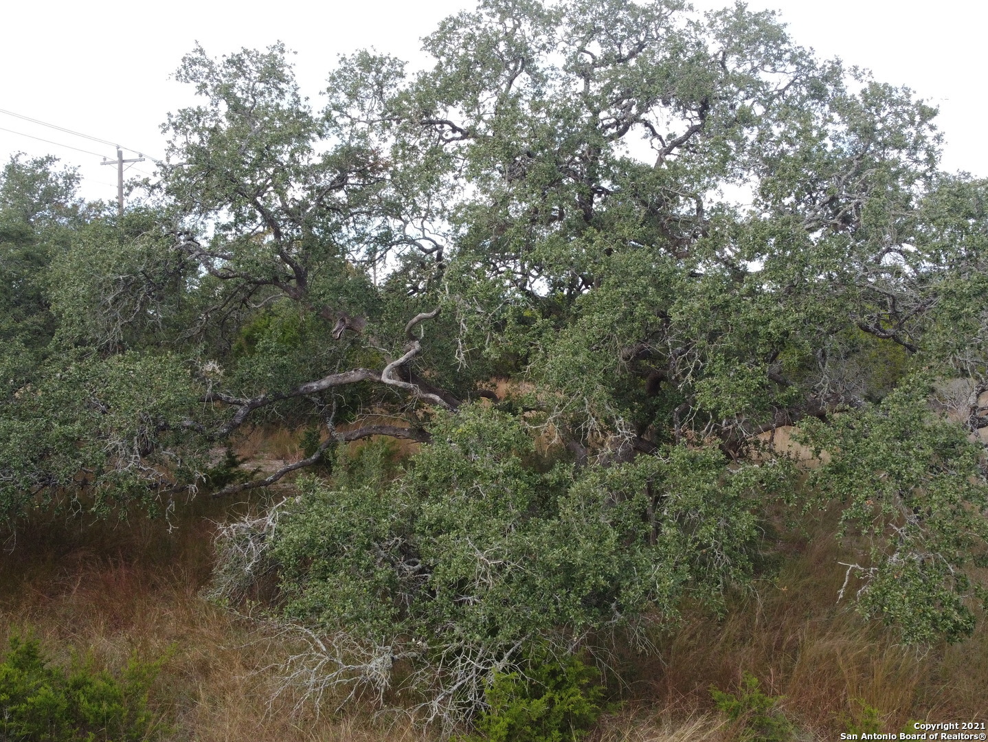 558 Mystic Breeze Spring Branch, TX 78070 - Photo 11 of 11 a view of a forest with a tree