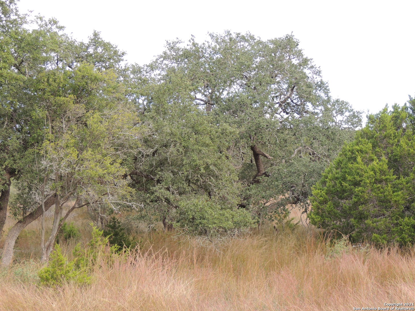 558 Mystic Breeze Spring Branch, TX 78070 - Photo 7 of 11 a view of a yard with a tree