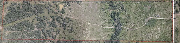 a close up of a plant