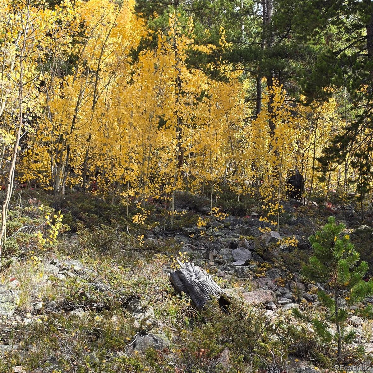 5347 Monitor Lode Claims Leadville, CO 80461 - Photo 11 of 26 a view of a yard