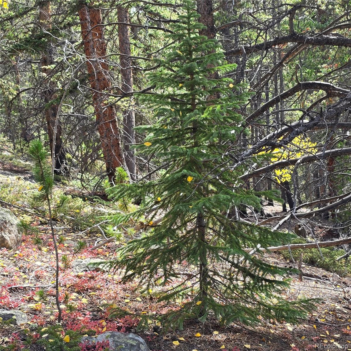 5347 Monitor Lode Claims Leadville, CO 80461 - Photo 12 of 26 a backyard of a house with lots of green space