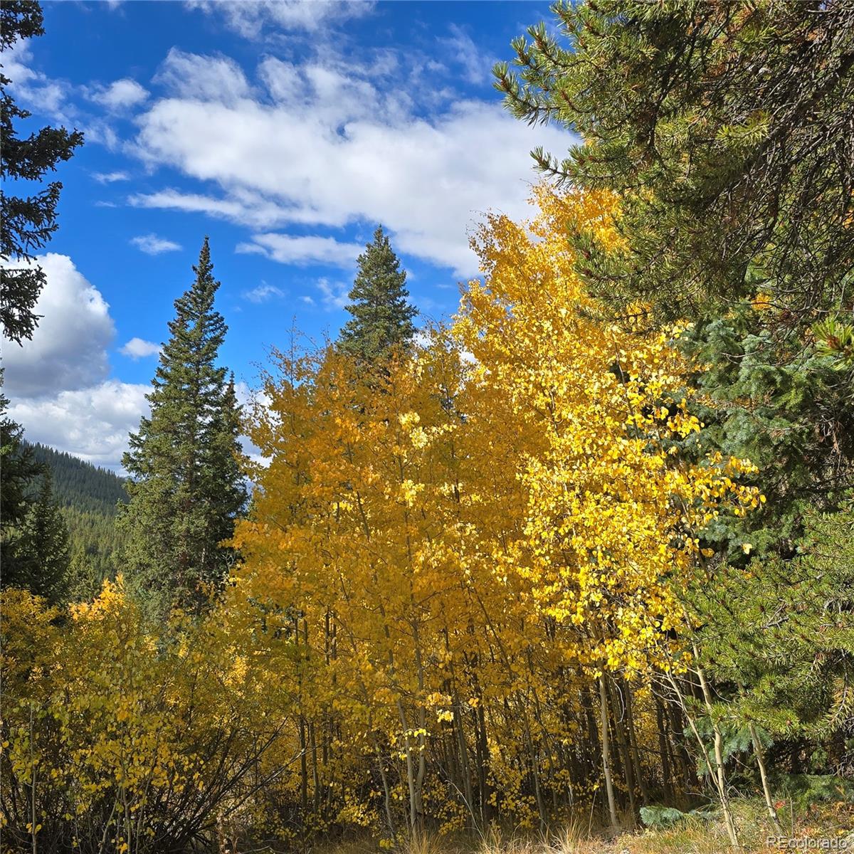 5347 Monitor Lode Claims Leadville, CO 80461 - Photo 15 of 26 a view of a tree in a yard