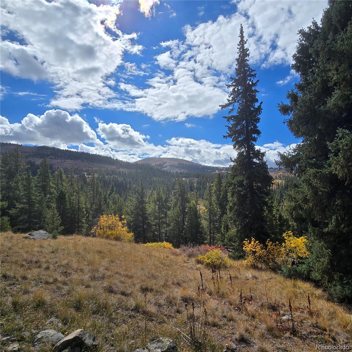5347 Monitor Lode Claims Leadville, CO 80461 - Photo 17 of 26 a view of a dry yard with a tree