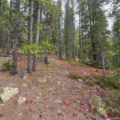 a view of a tree in the middle of a yard