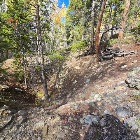 a view of a forest with trees