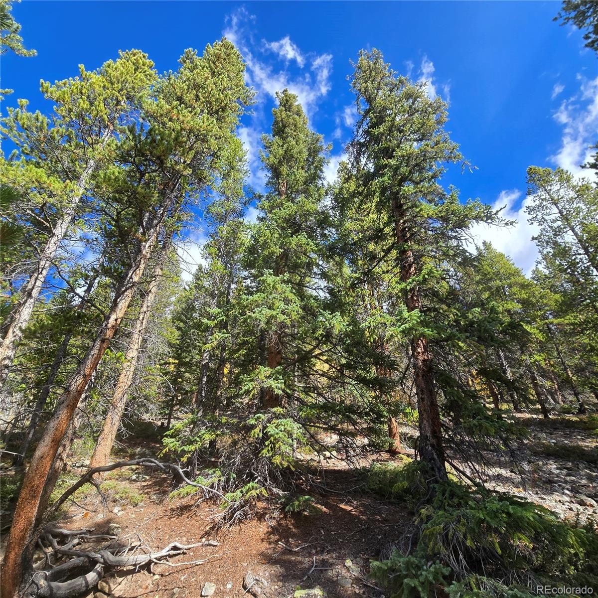 5347 Monitor Lode Claims Leadville, CO 80461 - Photo 8 of 26 a picture of tree