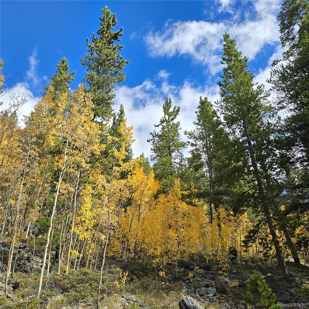 5347 Monitor Lode Claims Leadville, CO 80461 - Photo 9 of 26 a view of a yard