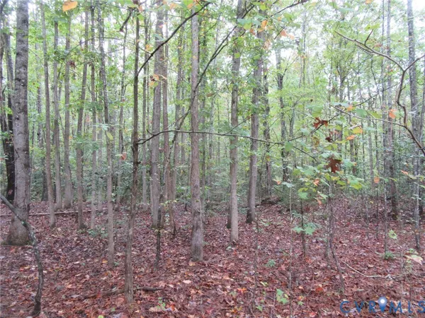 a view of a forest with lots of trees