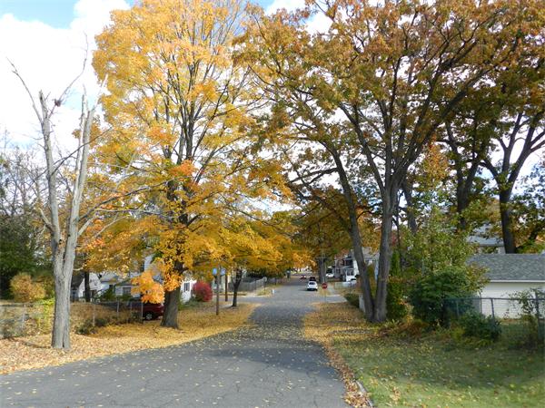 85 Appleton Street Springfield, MA 01108 - Photo 2 of 22 a view of a street with a tree