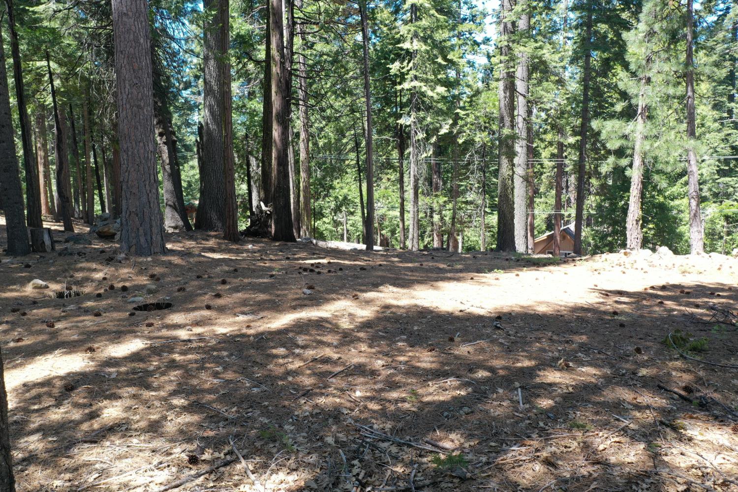 3112 Apache Road Arnold, CA 95223 - Photo 24 of 25 a view of tree in the middle of a yard