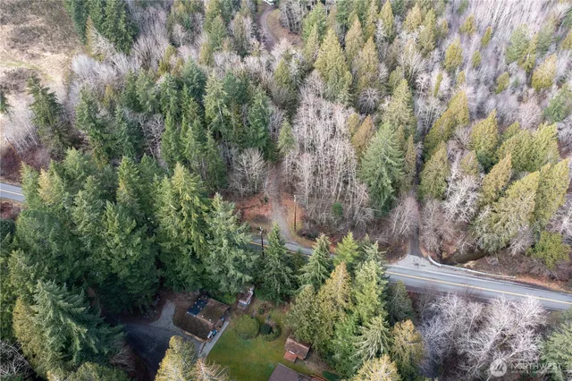 a view of a yard with plants and large trees