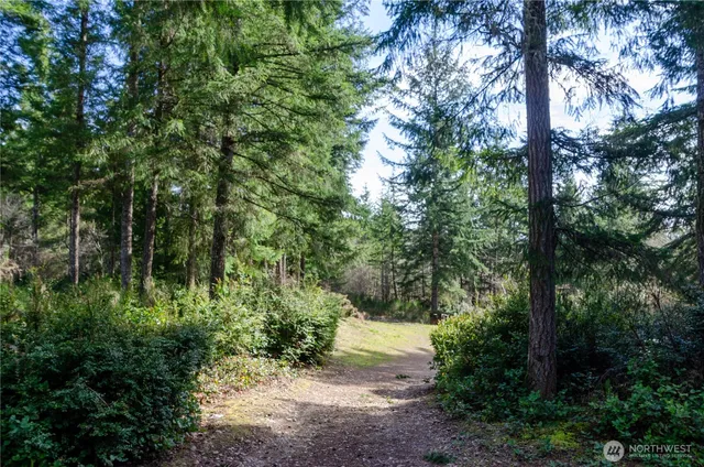 a view of a yard with plants and large trees