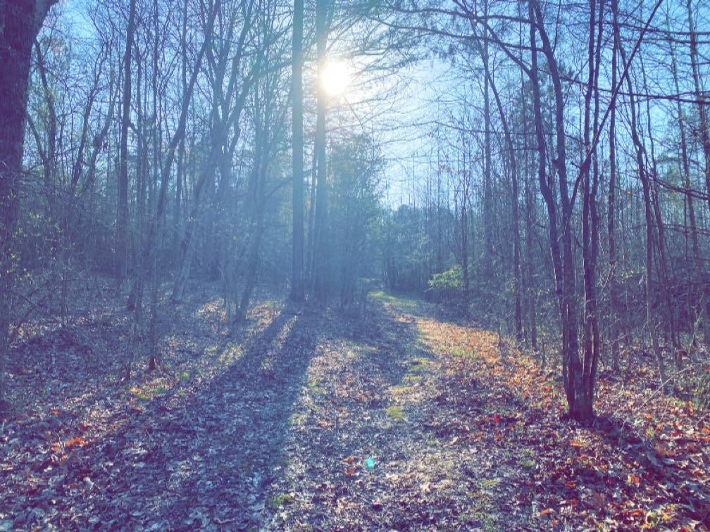 Old Lula Road Reagan, TN 38368 - Photo 18 of 36 Photo 18