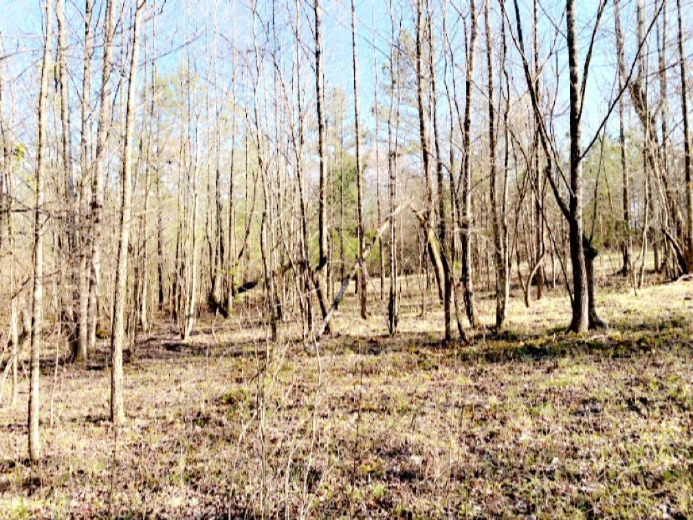Old Lula Road Reagan, TN 38368 - Photo 19 of 36 Photo 19