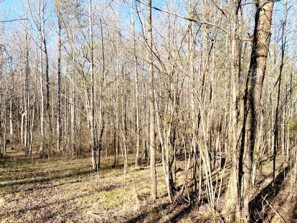 Old Lula Road Reagan, TN 38368 - Photo 22 of 36 Photo 22