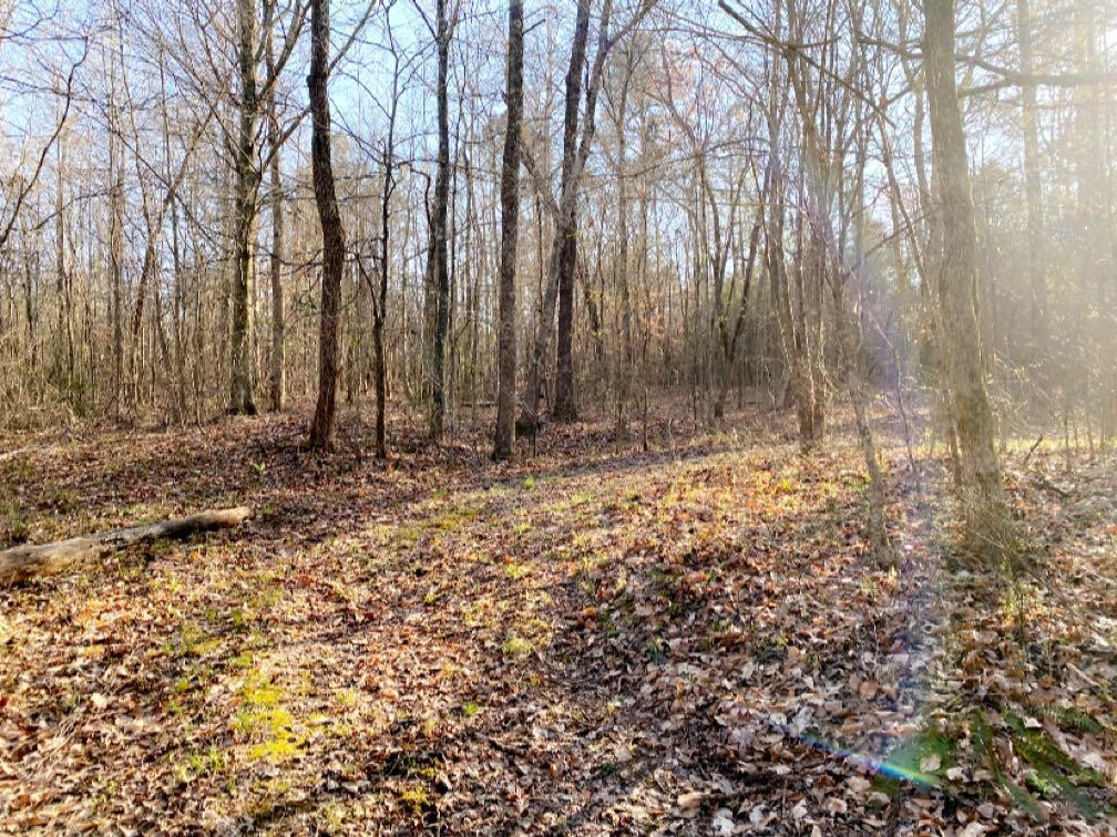 Old Lula Road Reagan, TN 38368 - Photo 26 of 36 Photo 26