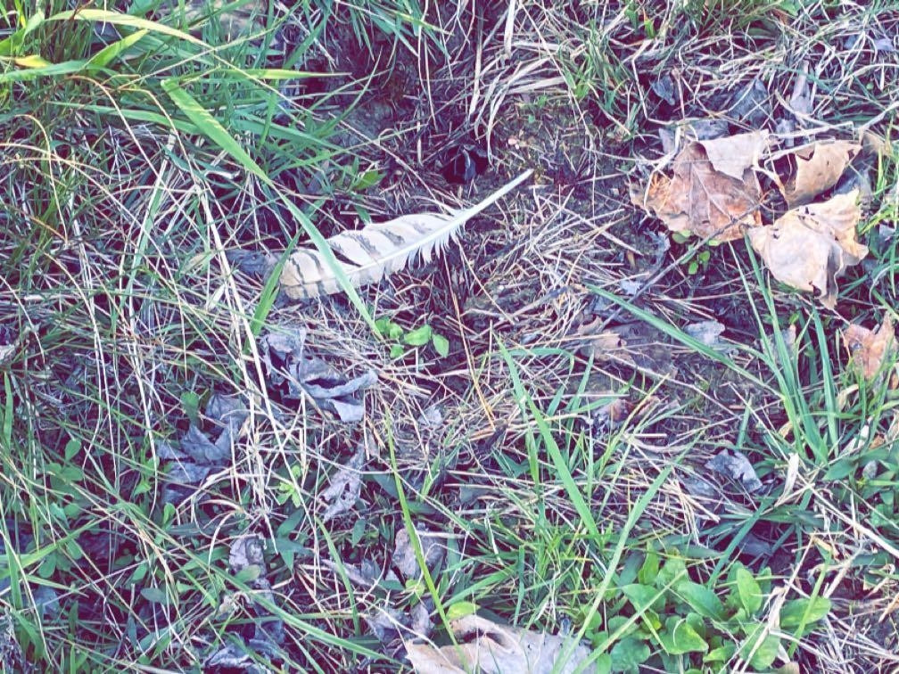 Old Lula Road Reagan, TN 38368 - Photo 7 of 36 Photo 7