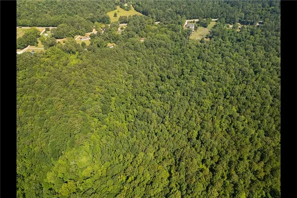 a close up of a plant