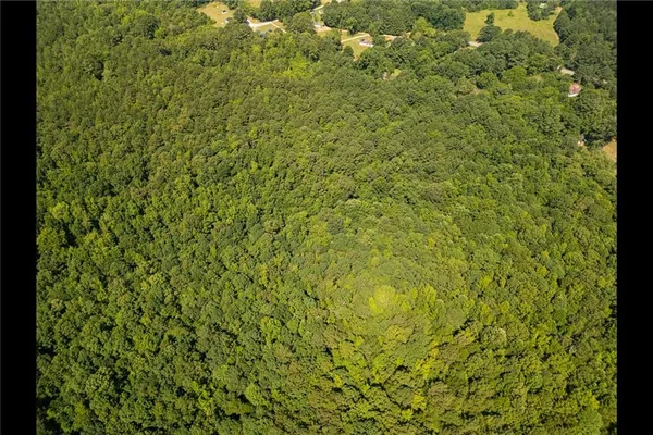 a view of a yard with a plant