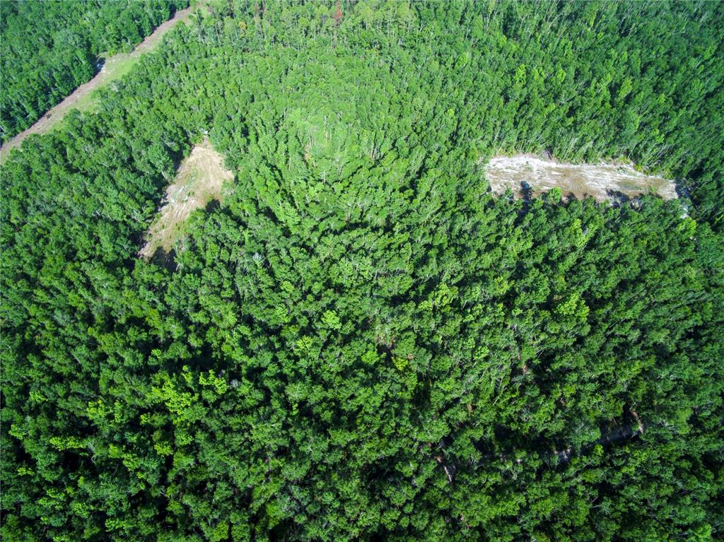 18233 185th Road Live Oak, FL 32060 - Photo 50 of 99 a view of a lush green forest