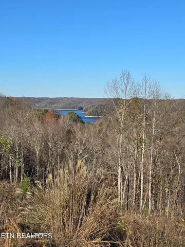 a view of a dry yard