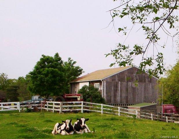1760 Albertson Lane Greenport, NY 11944 - Photo 37 of 40 Old Photo Showing Barn and Cows