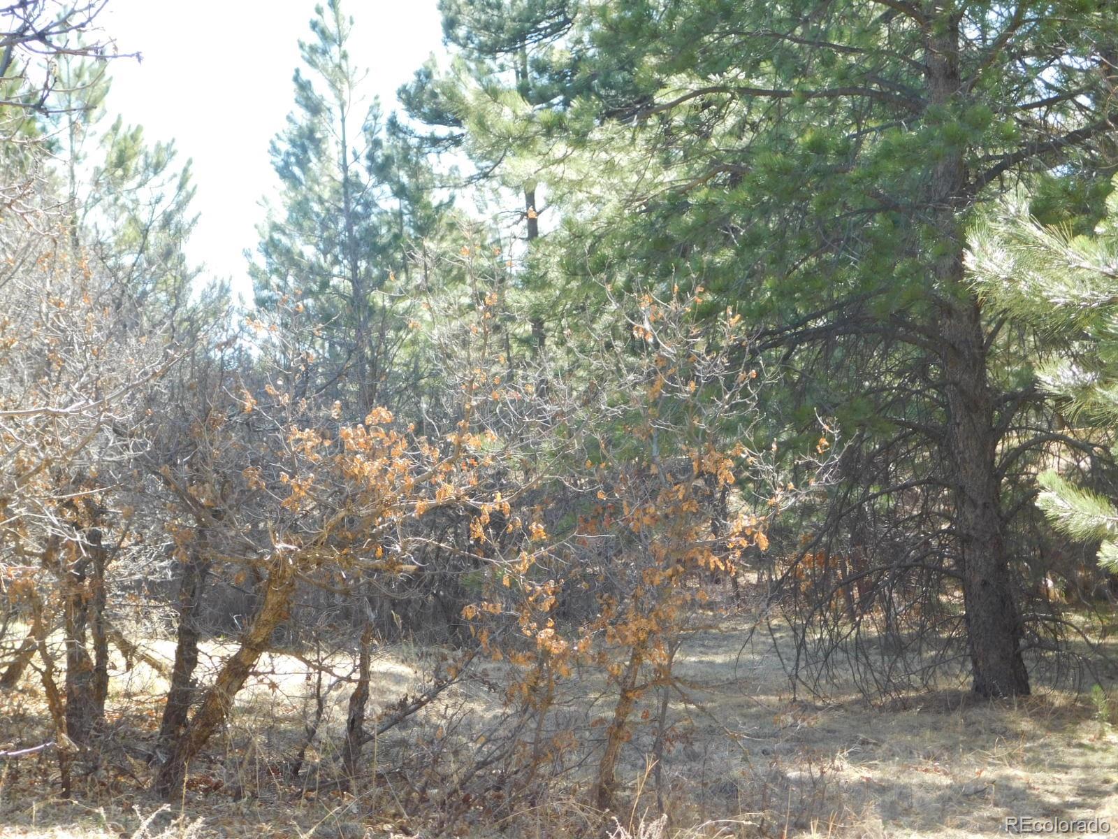 6625 Balsamroot Road Larkspur, CO 80118 - Photo 10 of 13 Gallery Image 10