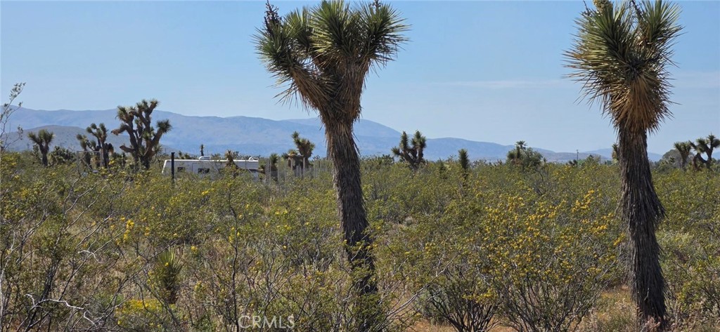 0 175th Street Llano, CA 93544 - Photo 10 of 16 a view of a yard with an trees