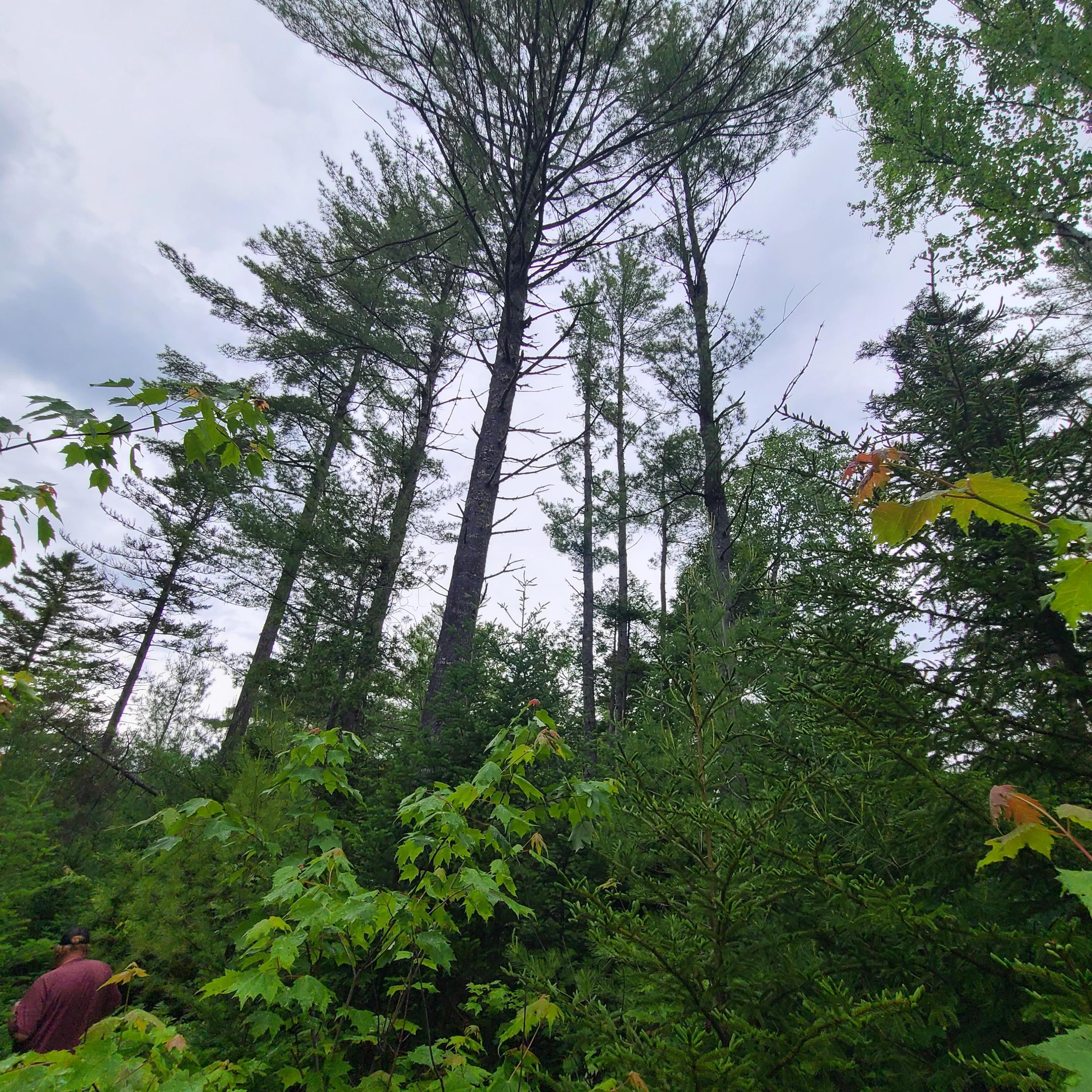 Lot 50 Map 14) Andover, ME 04216 - Photo 14 of 19