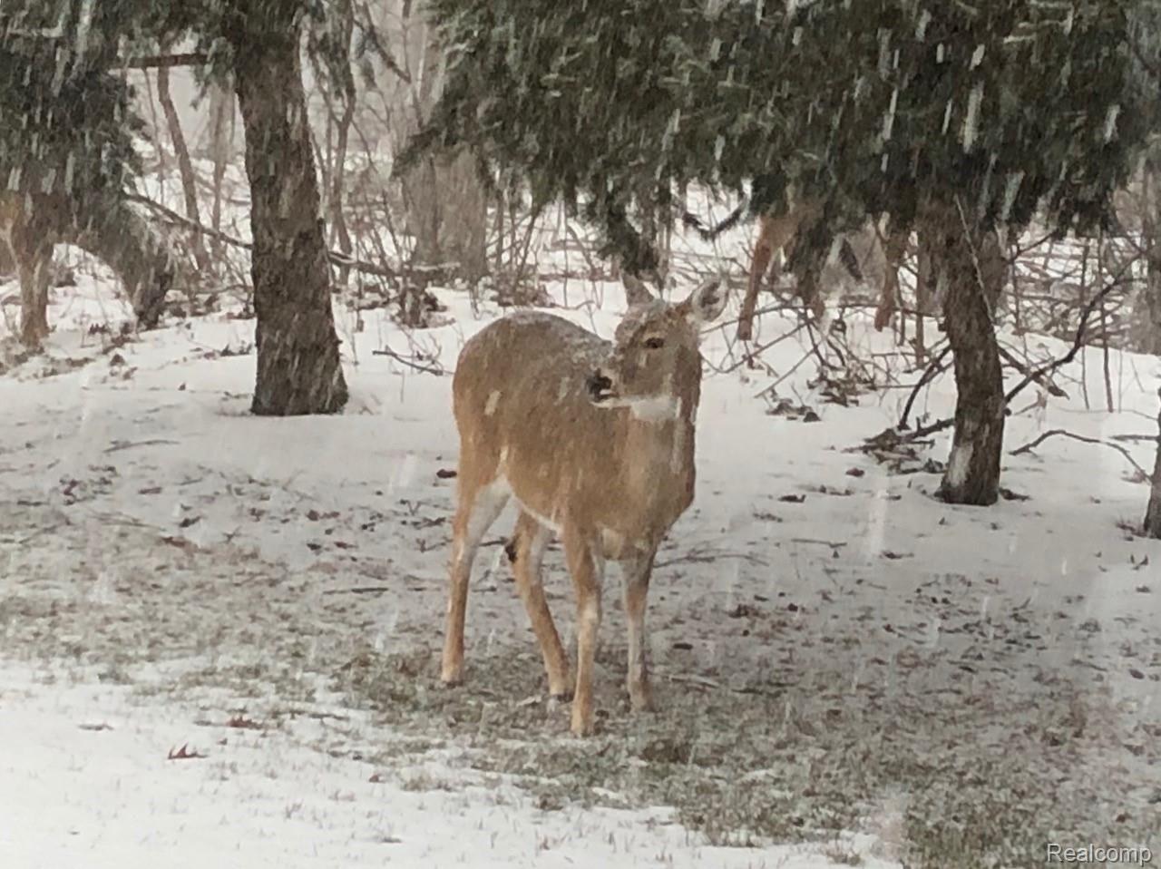 45754 Cider Mill Road Novi, MI 48374 - Photo 44 of 47 Young deer in snowstorm at woodland edge