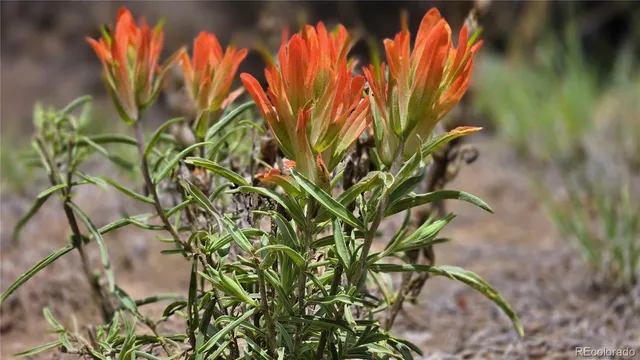 a backyard of a house