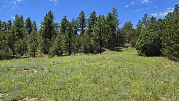 a yard with trees in the background