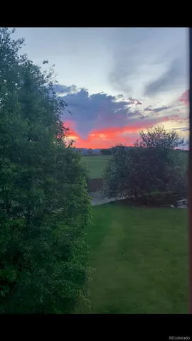 a view of a big yard with a large tree