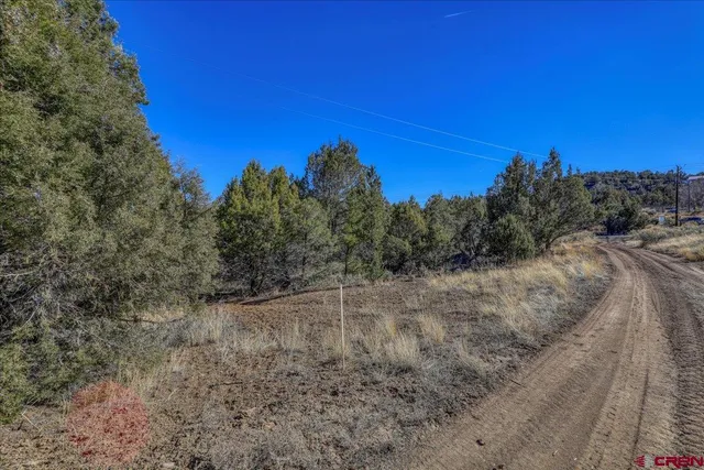 a view of a dry yard with trees in the background