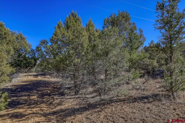 a view of a yard with a tree