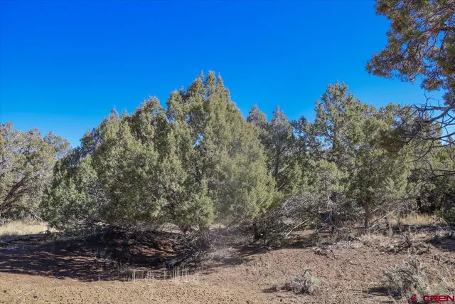 a view of a large tree with a yard