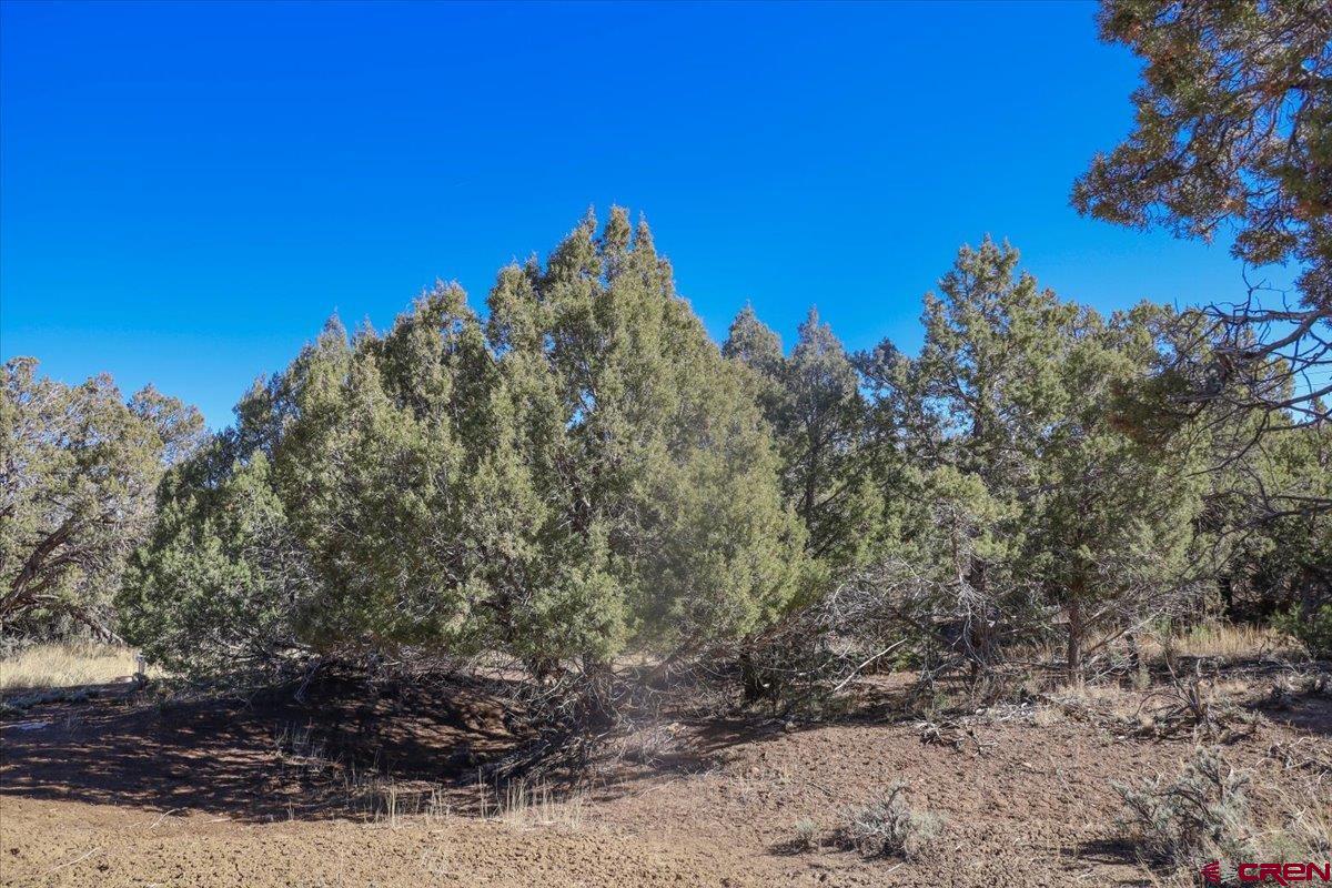 X X Pine Arboles, CO 81121 - Photo 18 of 19 a view of a large tree with a yard