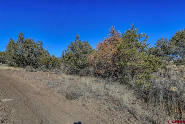 a view of a dry field with trees in the background